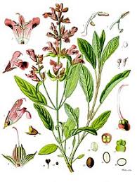 Officinalis