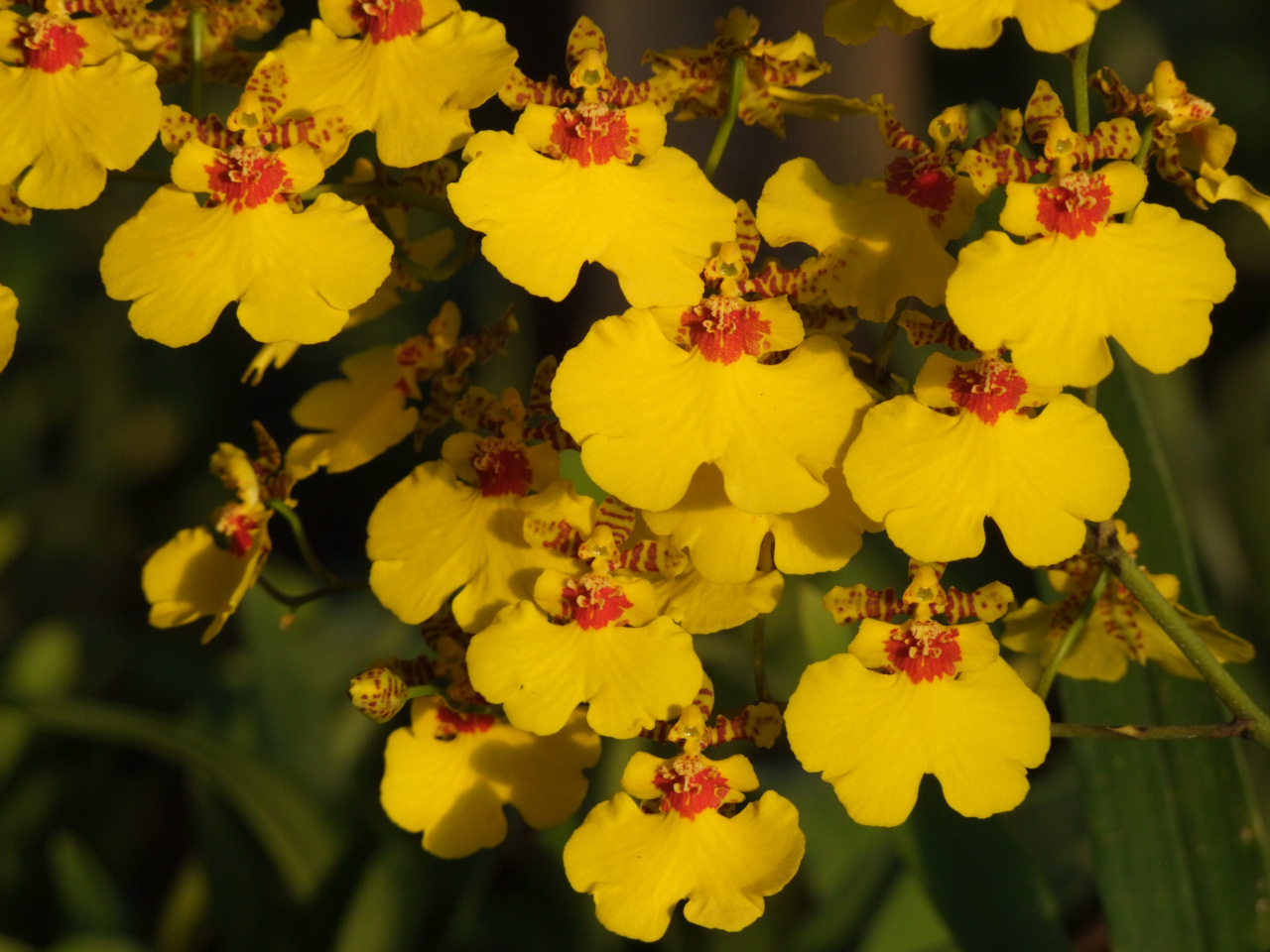 Oncidium Aloha 'Iwanaga'