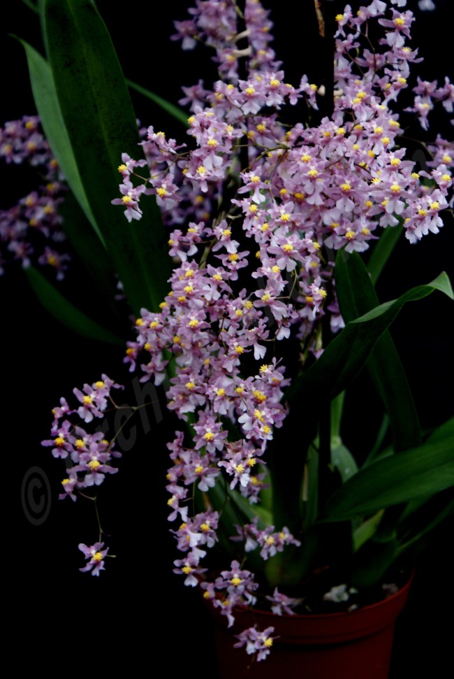 Oncidium Ornithorhynchum