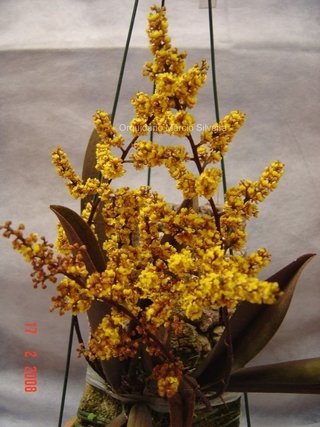 Oncidium Pumilum