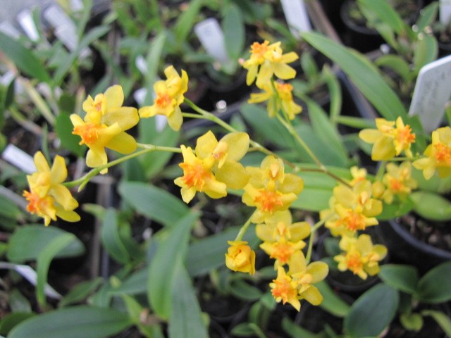 Oncidium Twinkle 'Yellow Fantasy'