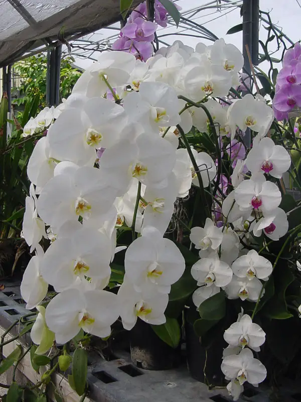 Orquídea Borboleta Rosa, Roxa, Branca e Amarela com Fotos | Mundo Ecologia