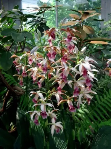 Orquídea Da Terra ou Capuz De Freira: Fotos e Características | Mundo  Ecologia