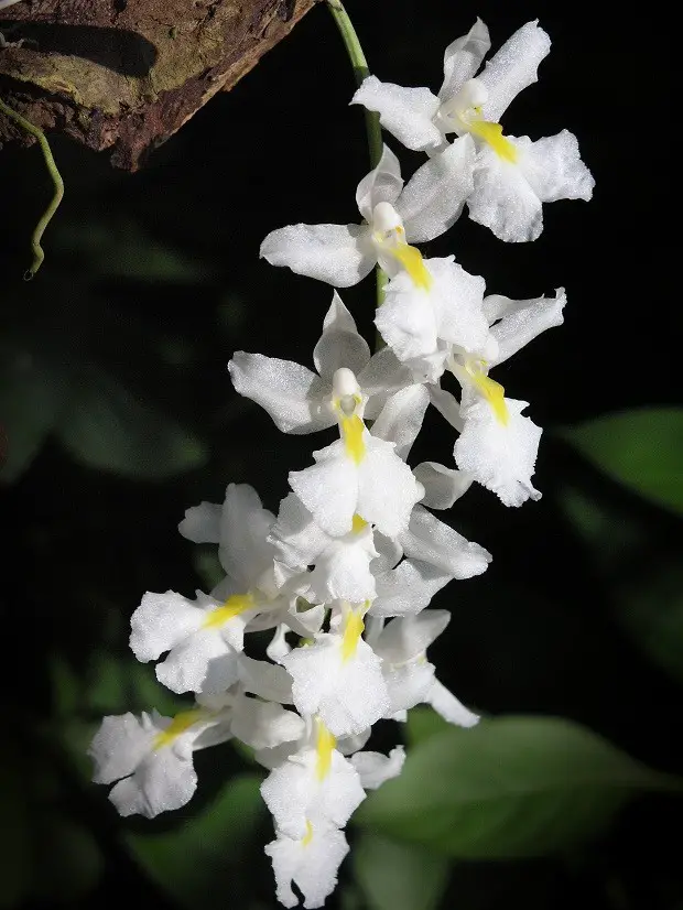 Orquídea Pipoca: Fotos E Características | Mundo Ecologia