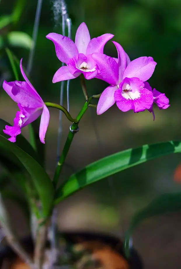 Indução de Brotação em Orquídeas, Como Fazer? | Mundo Ecologia