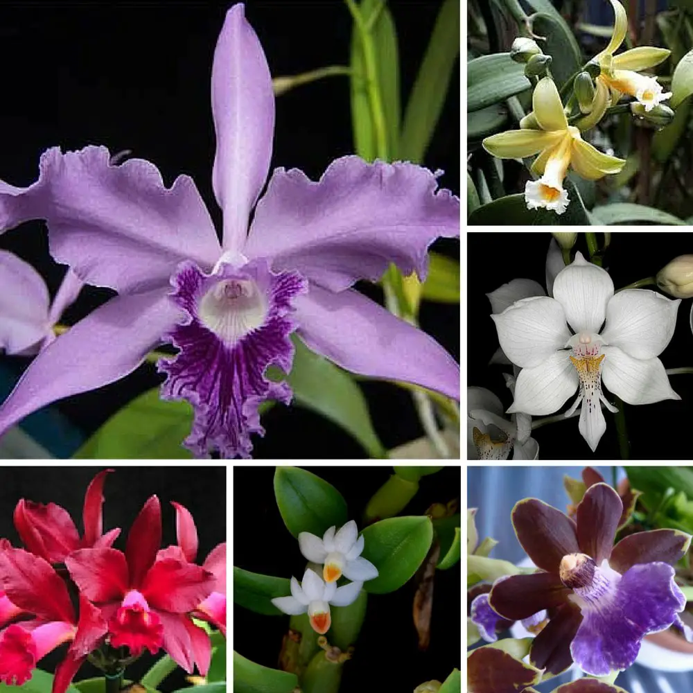 Orquídeas: Morfologia, Tipos de Raízes e Importância | Mundo Ecologia