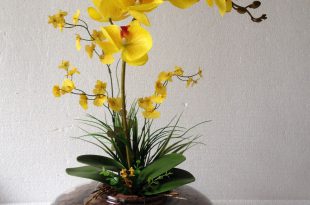 Orquídea Amarela Para Ornamentar Ambientes