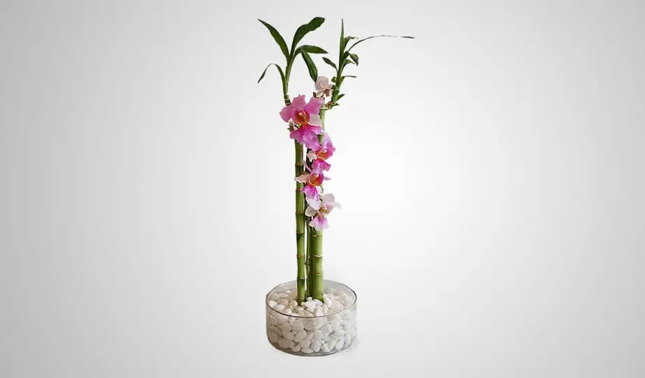 Orquídea Bambu no Vaso 
