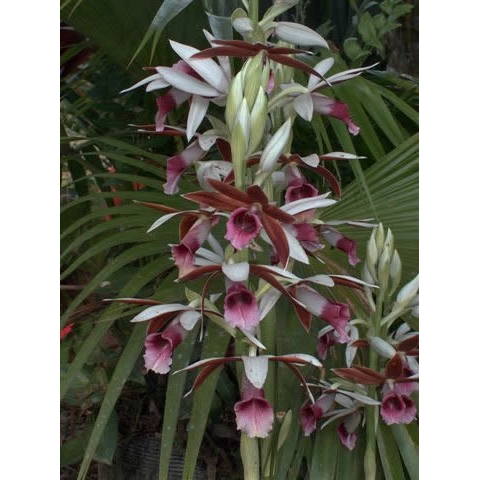 Orquídea Da Terra ou Capuz De Freira: Fotos e Características
