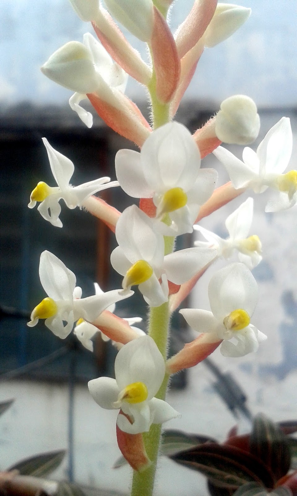 Orquídea Pipoca: Fotos E Características