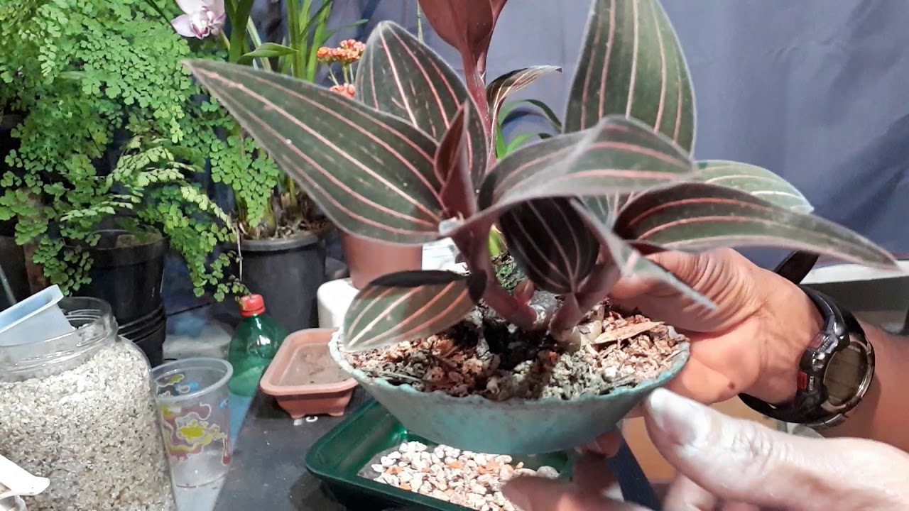 Orquídea Pipoca Plantada em Vaso