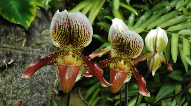 Orquídea Terrestre