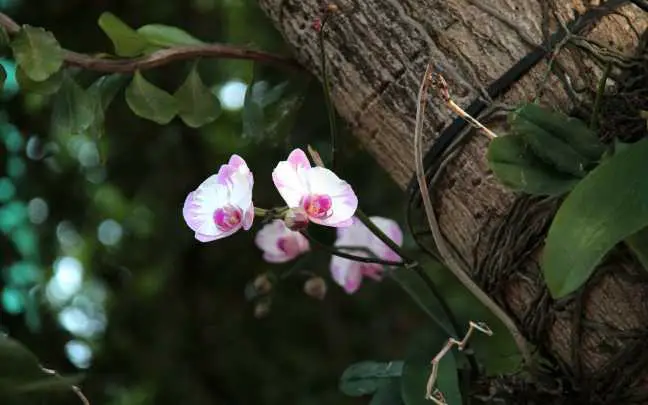 Orquídea Epífita