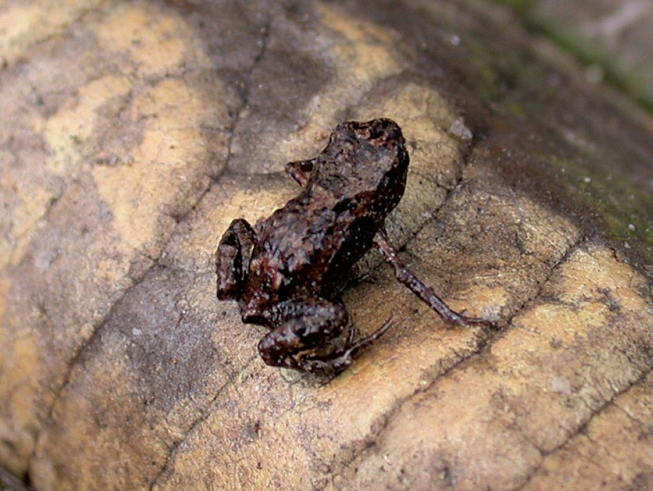 Paedophryne Verrucosa