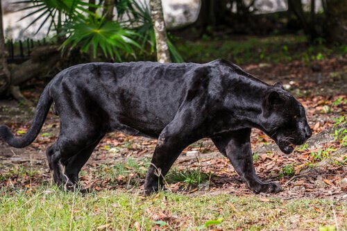 Pantera Negra Andando na Mata