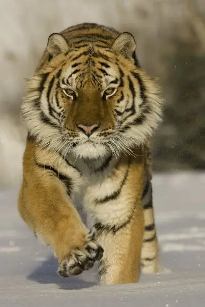 Panthera Tigris Altaica 