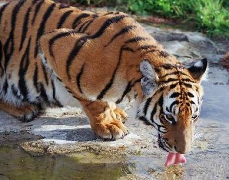 Panthera Tigris Amoyensis 