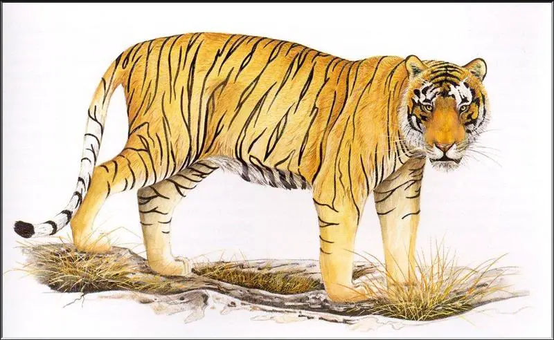 Panthera Tigris Balica 