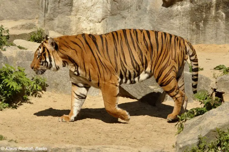 Panthera Tigris Jacksoni 