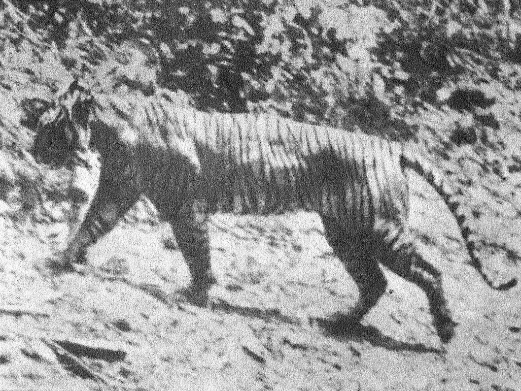 Panthera Tigris Sondaica 