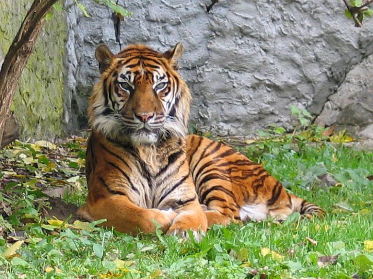 Ficha Técnica do Tigre e Nome Científico | Mundo Ecologia