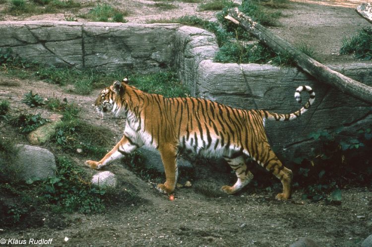 Panthera Tigris Virgata 