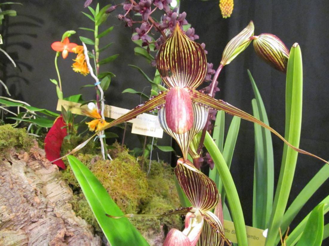 Paphiopedilum Rothschildianum