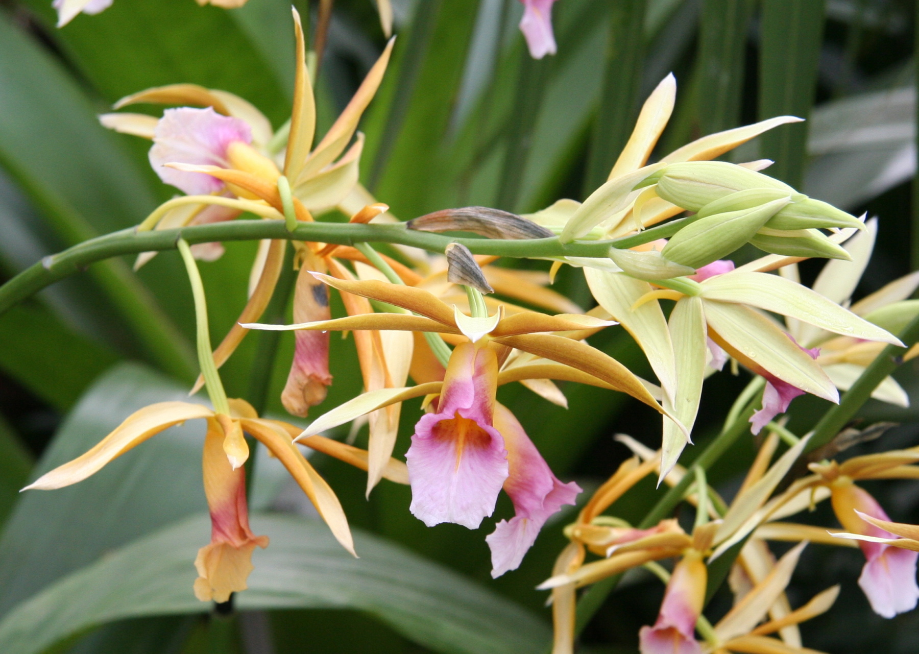 Phaius Tankervilleae var. antoninae