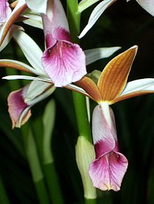 Phaius Tankervilleae var. australis