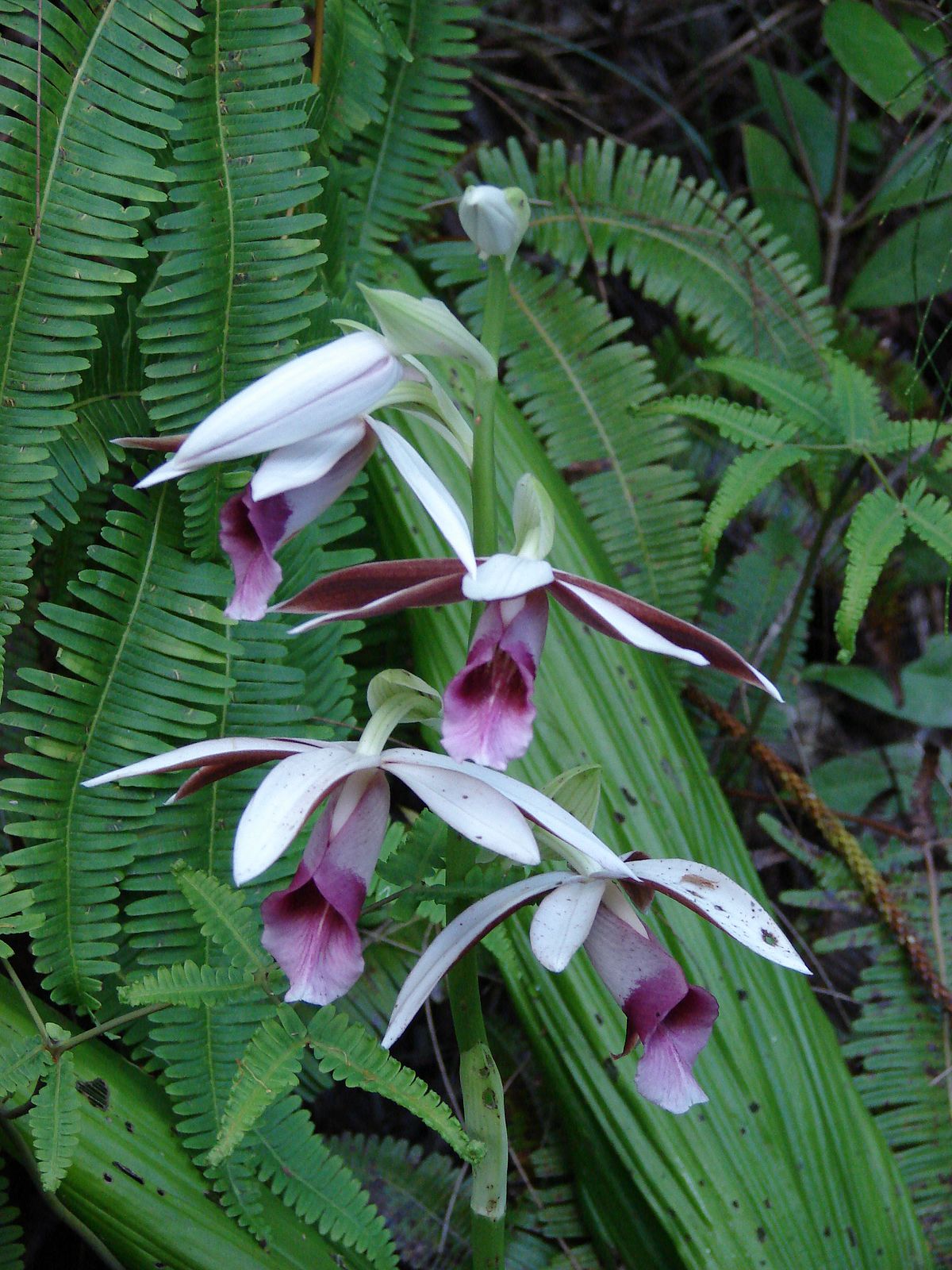 Phaius Tankervilleae var. baolocensis