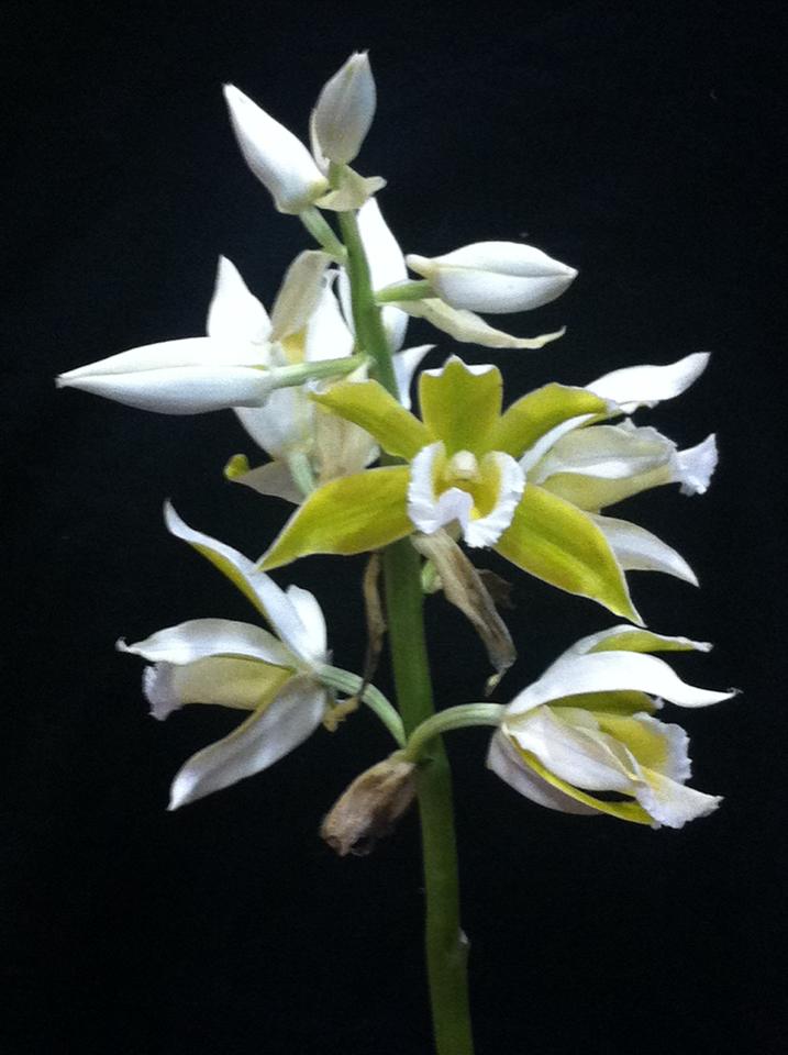 Phaius Tankervilleae var. bernaysii