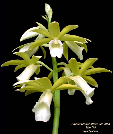 Phaius Tankervilleae var. tankervilleae