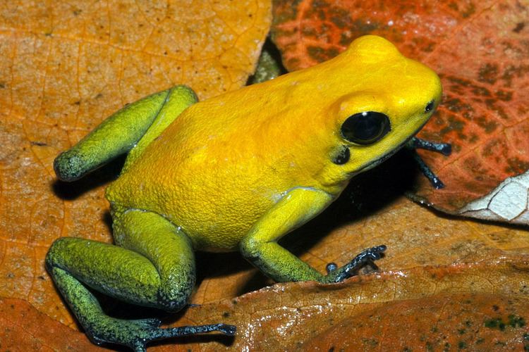 Phyllobates Bicolor