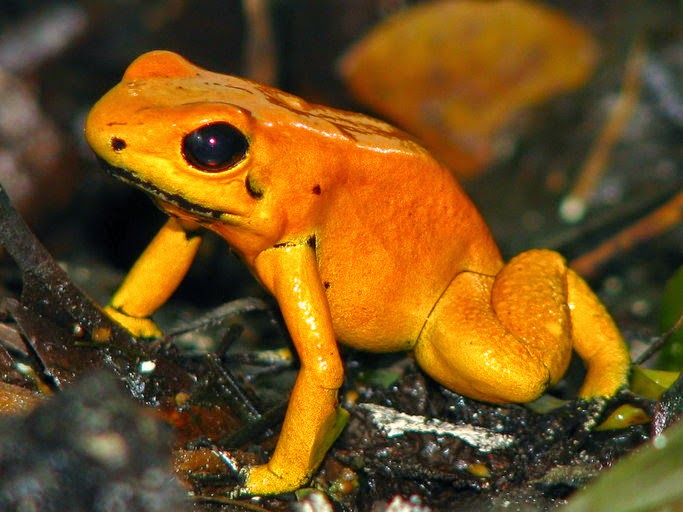 Phyllobates Terribilis