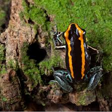 Phyllobates Vittatus