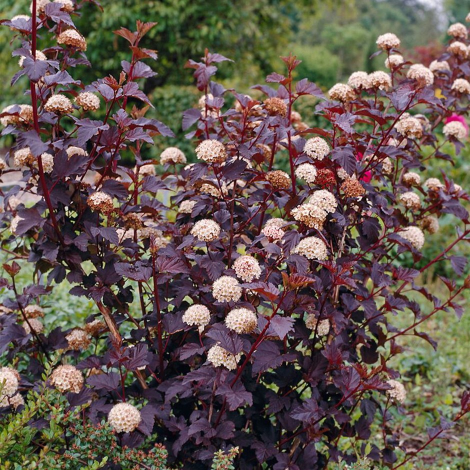 Physocarpus