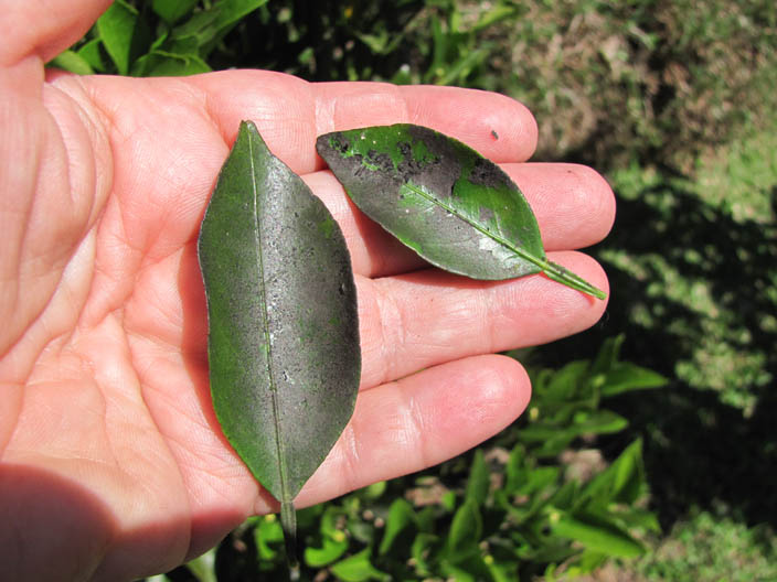 Pitangueiras Caindo Folhas Com Folhas Enrugadas ou Queimadas