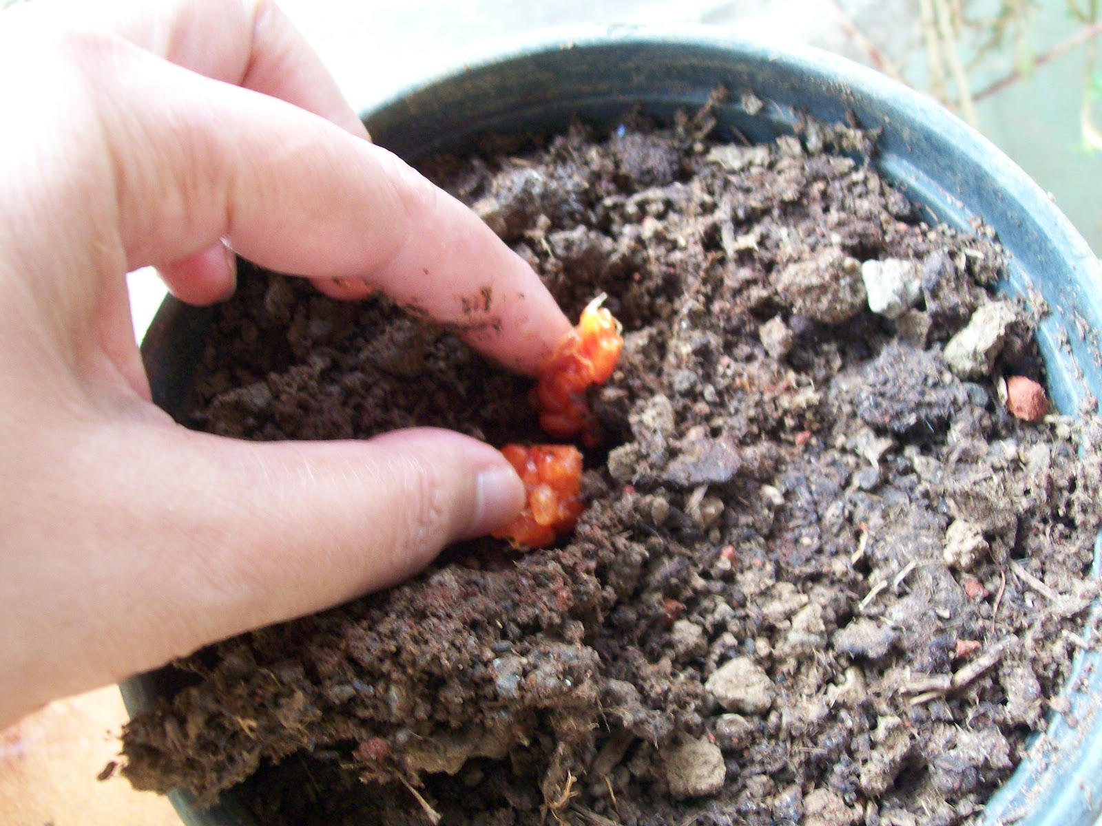 Plantando Acerola no Vaso