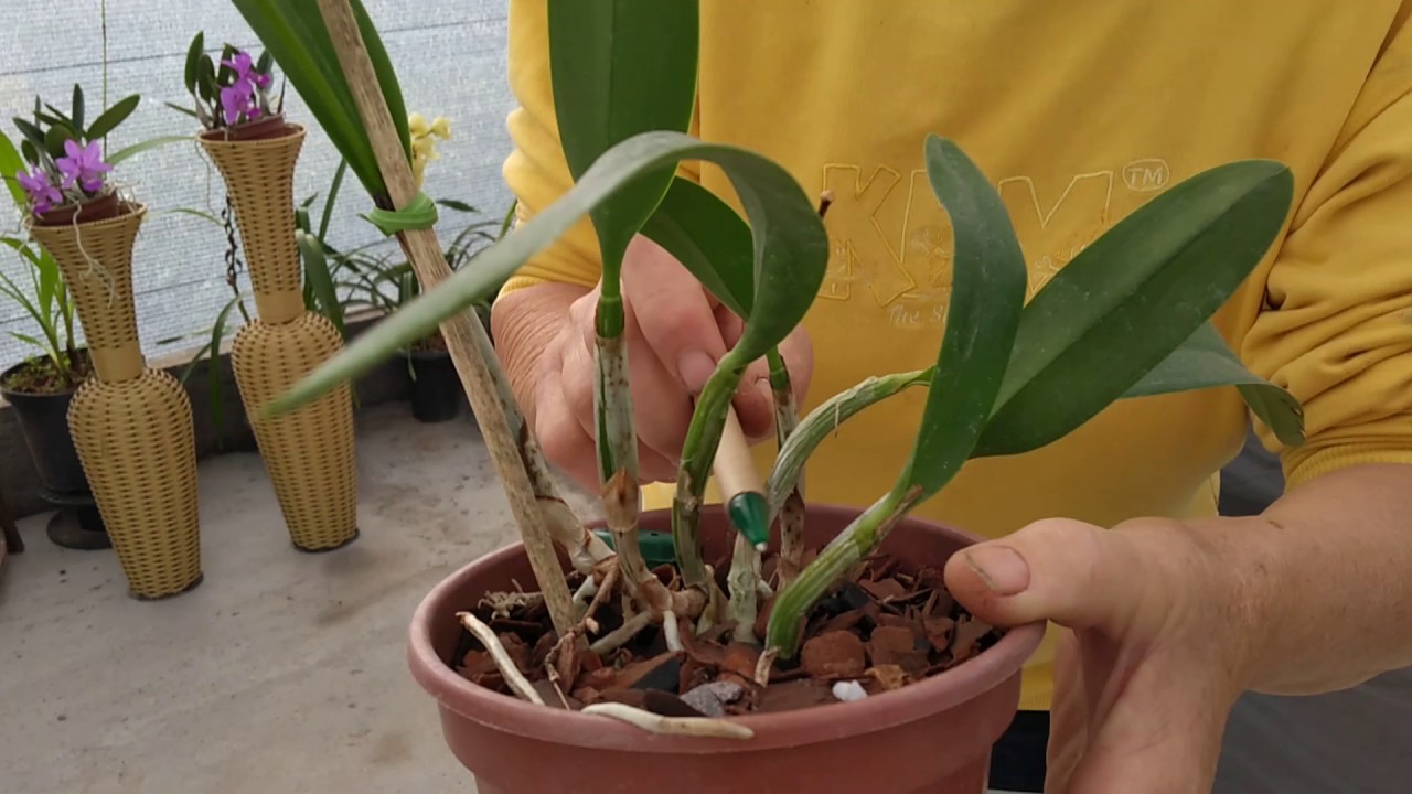 Plantio de Mini Orquídea Roxa