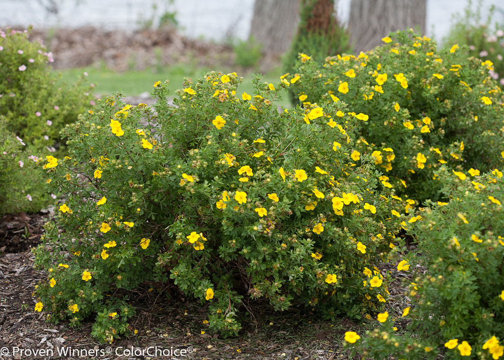 Potentilla