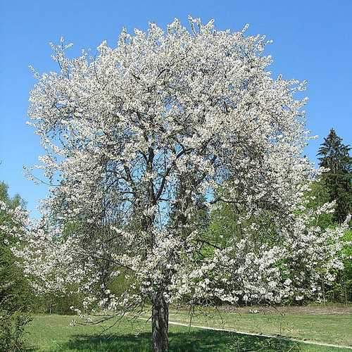 Prunus