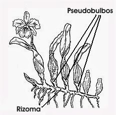 Pseudobulbos 