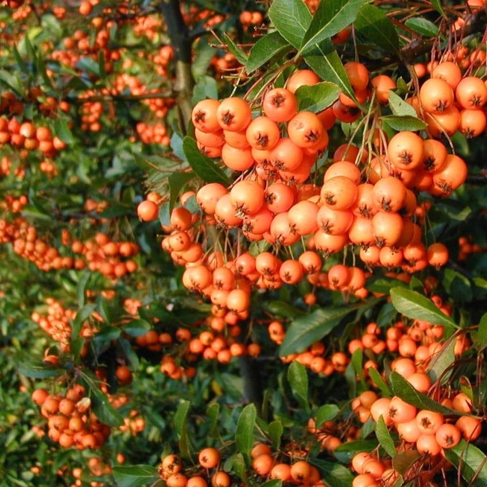 Pyracantha