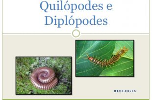 Quilópodes E Diplópodes