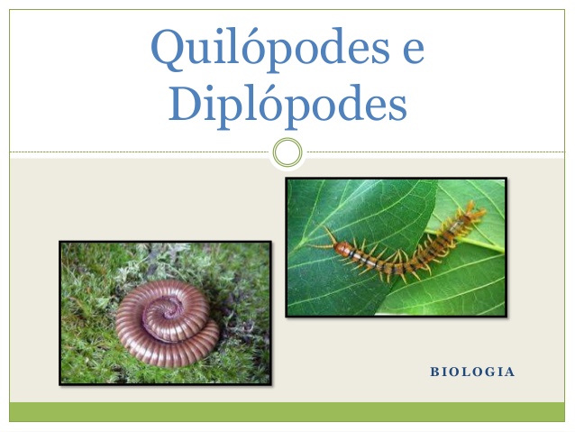 Quilópodes E Diplópodes 