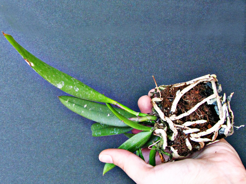 Raiz De Orquídea Brota?