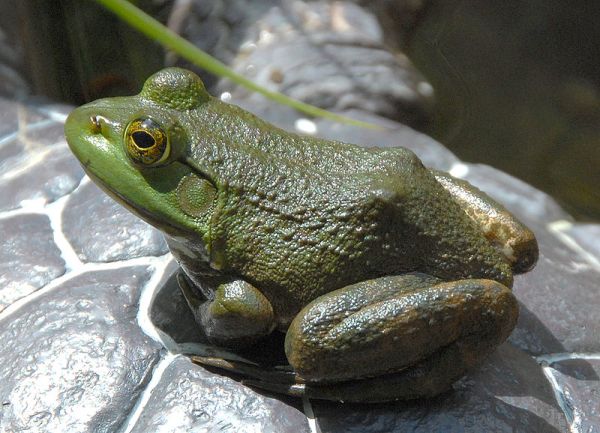 Rana Catesbeiana