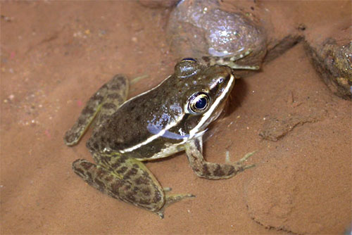 Rana Postulosa