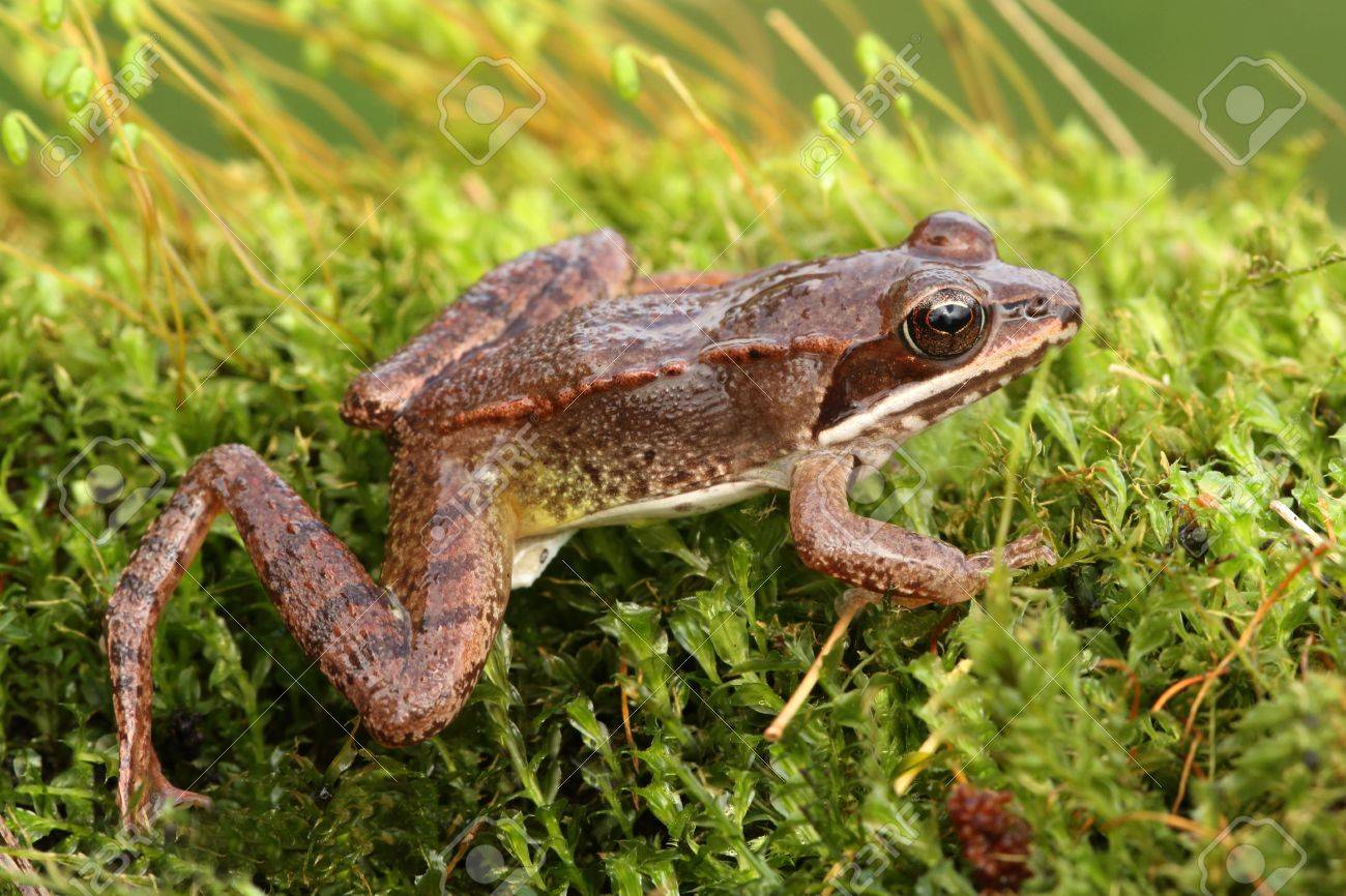 Rana Sylvatica