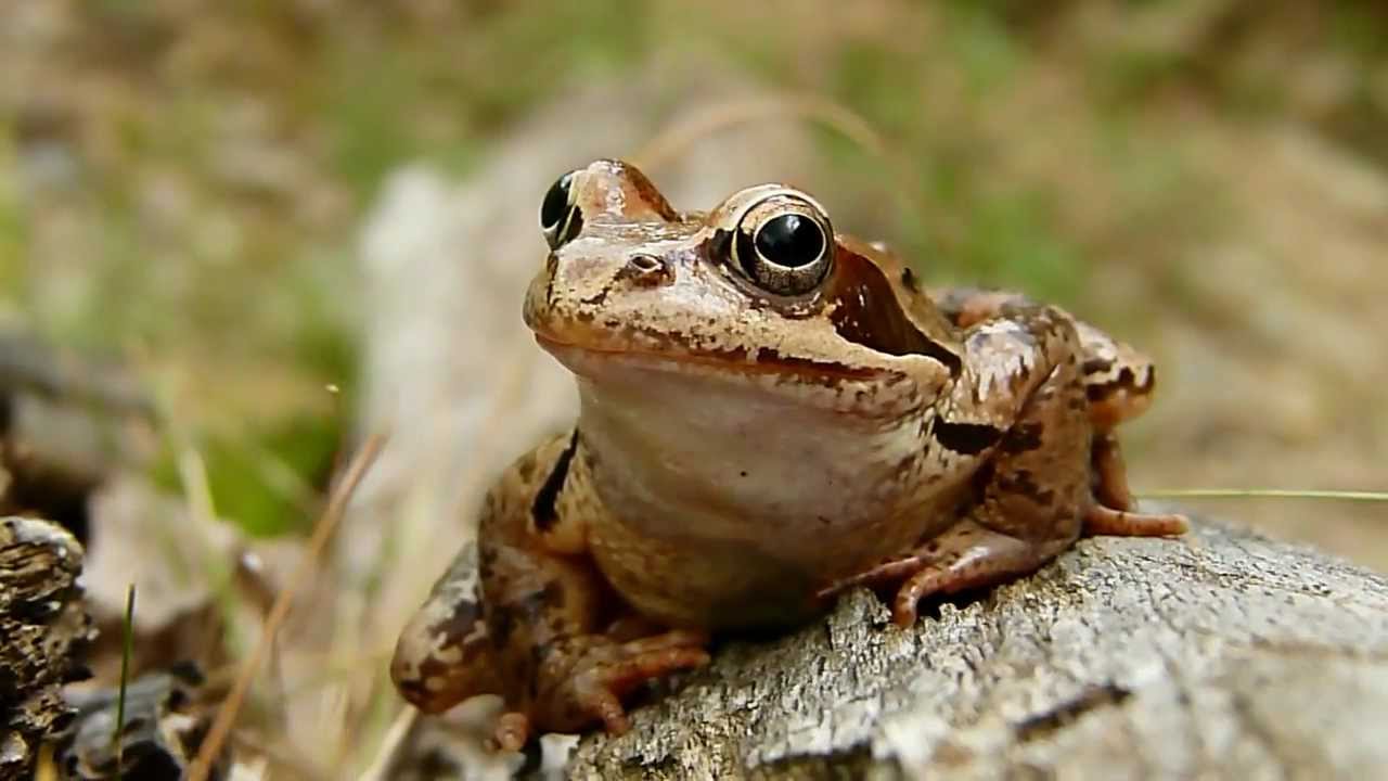 Rana Temporaria